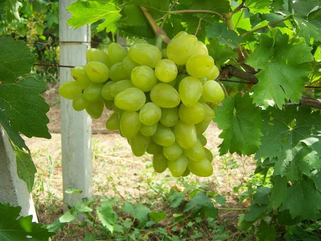 Vinograd-Oligarhposadkauhod-12